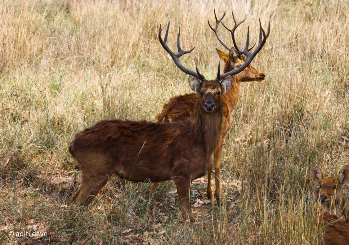 barasingha