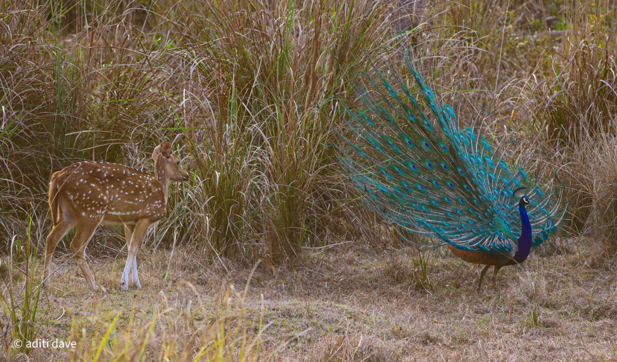 deer-peacock