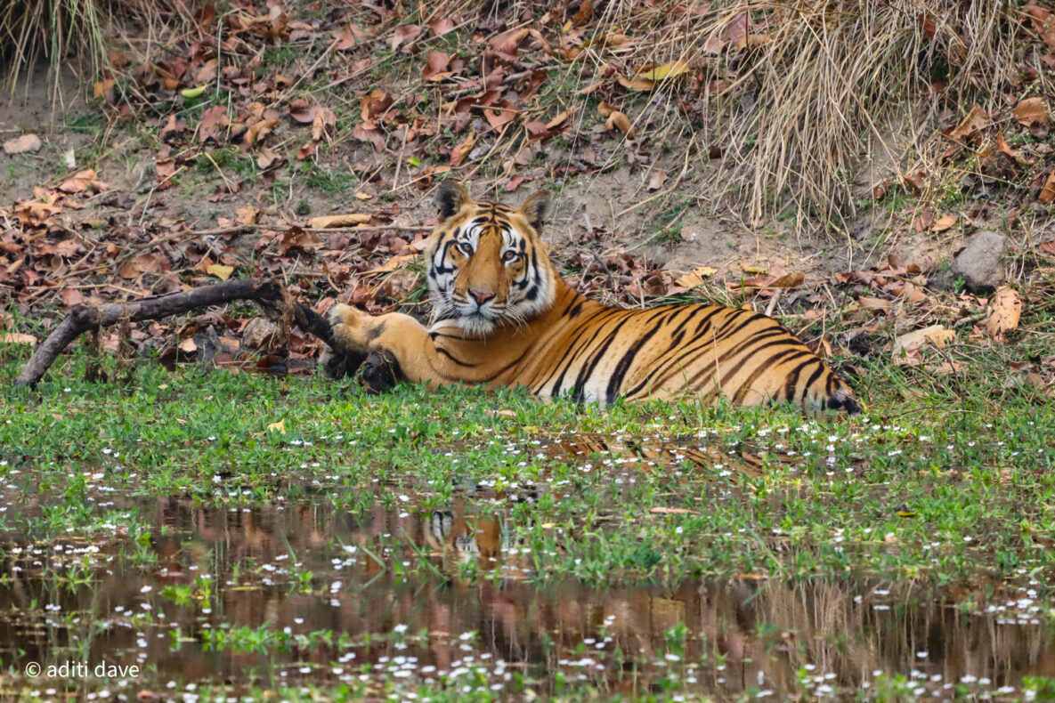 subadulttiger kanha