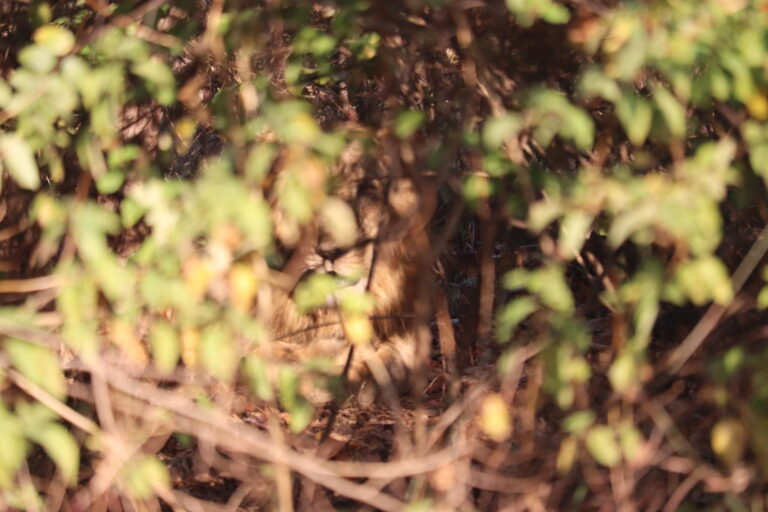 The Elusive King of Sasan Gir & His Enchanting Kingdom