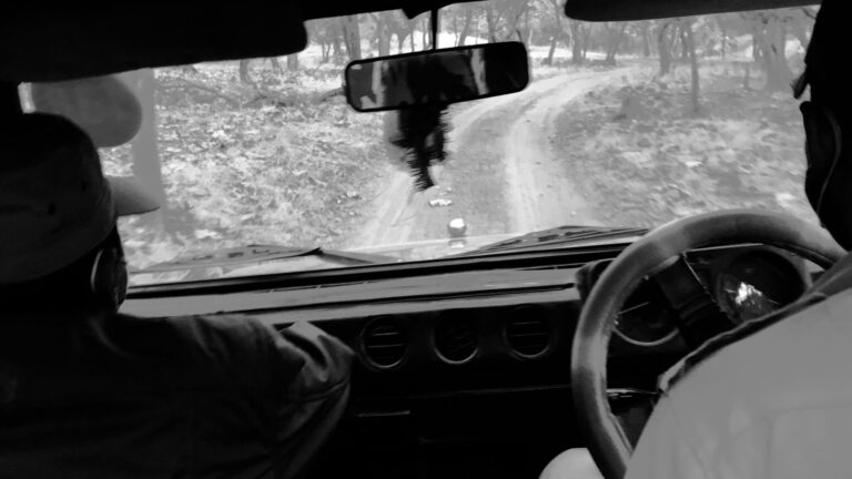 The Open Secret of “Organized” Lion Sightings at Sasan Gir: My Experience