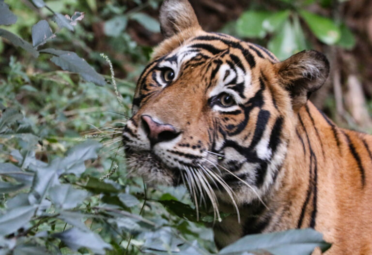 10 Timeless Life Lessons that Tigers in the Wild Can Teach Humans