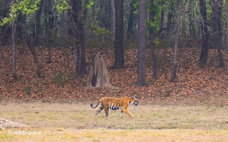 Nature’s Cinematic Marvel: Tigers, Tales, & Tinsel in Kanha Tiger Reserve