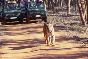 maya-tadoba 22-3