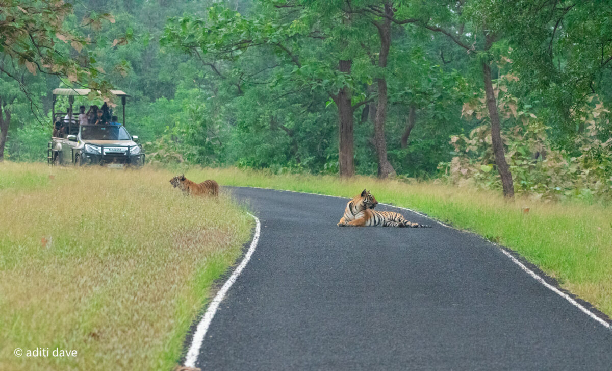 Tadobaforest4 1200x727