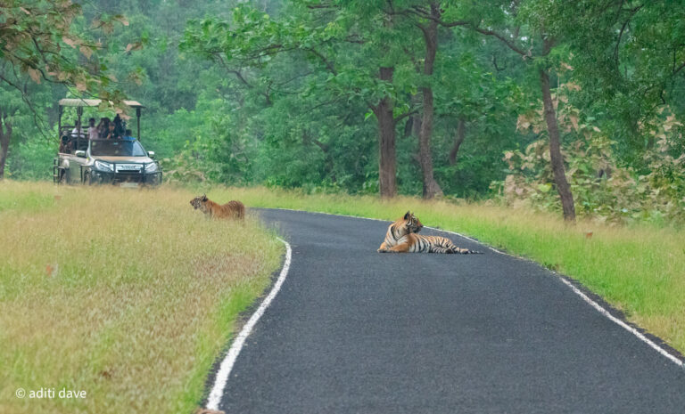 Captivating Chronicles of Tadoba Andhari: A Wildlife Photo Gallery