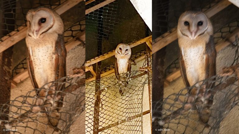 “Barny’s Visit”: A Barn Owl’s Unexpected Arrival at Home & the Conservation Lessons