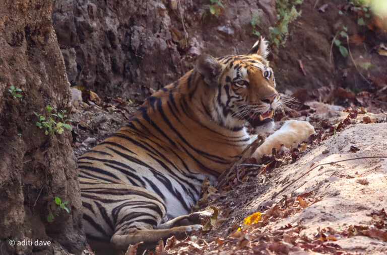 A Glimpse into Pench: The Jungle Book’s Untamed Inspiration