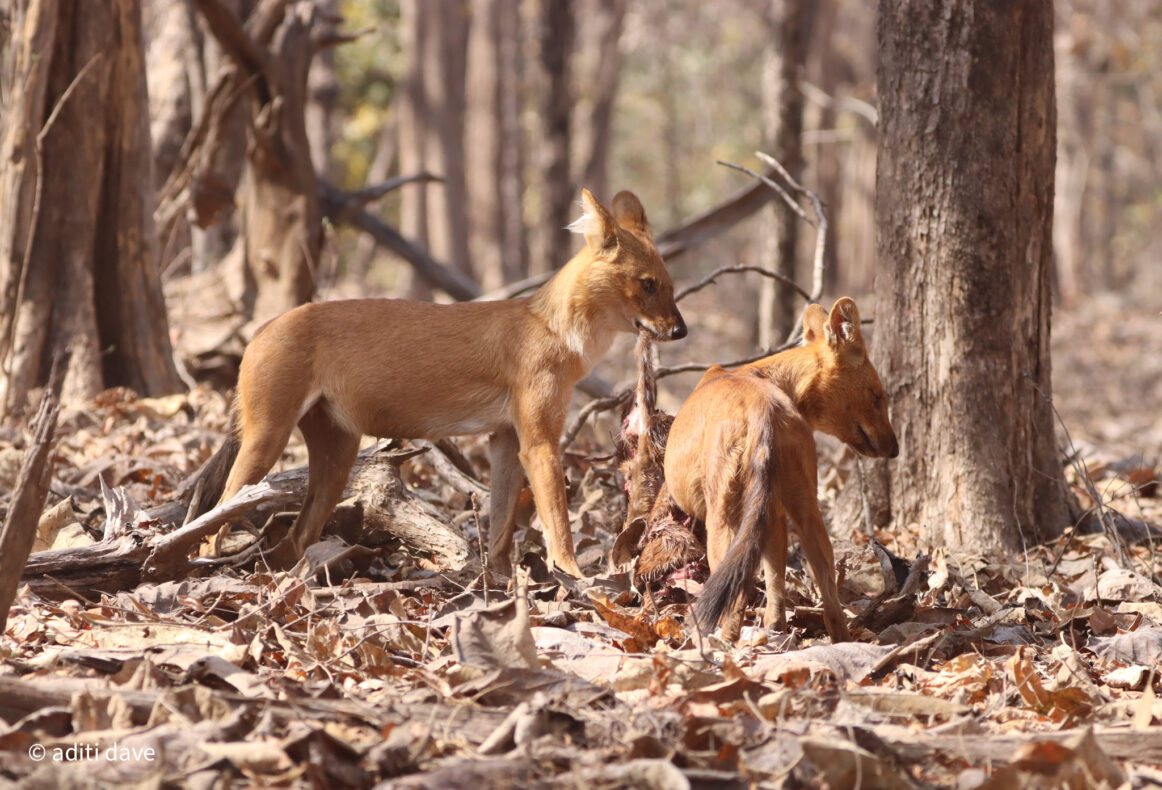 Dhole