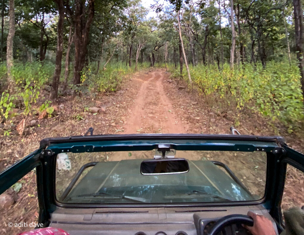 10 Exciting Activities to Spice Up Your Trip To Panna Tiger Reserve PTR 1021x790