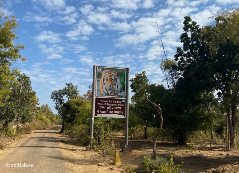 Panna Chronicles: A Gallery of Nature’s Symphony in Madhya Pradesh