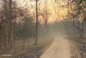 Pench forest-1