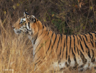 Tiger_Panna-2
