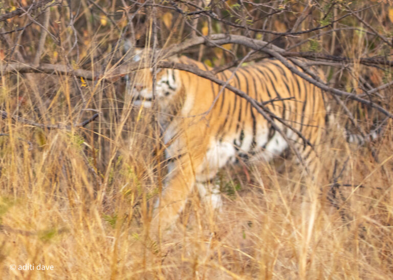Playing The Role of A Proud Party Pooper At Panna Tiger Reserve – The Emerald Forest
