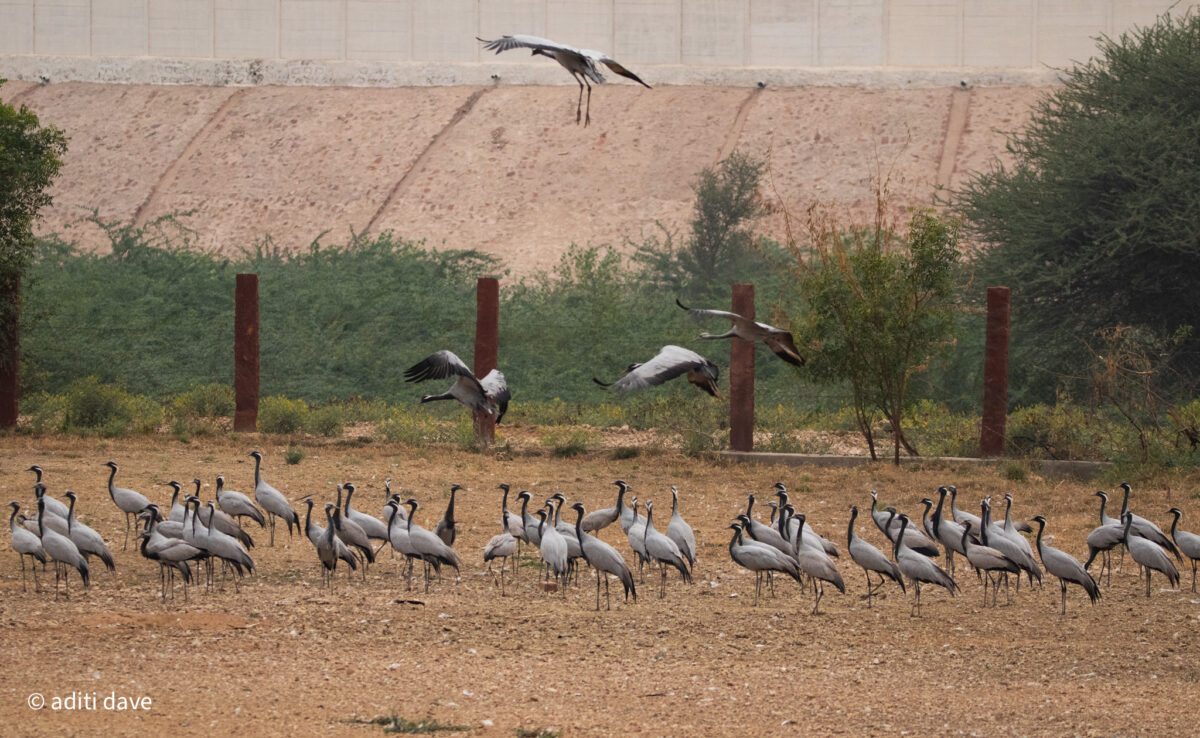 Demoiselle crane_KhichanBirdsDemoiselle craneBirds_DNP2023-5