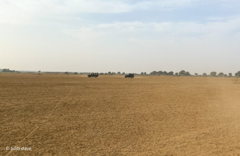 Feathers in the Desert: Exploring Biodiversity in the Backyard of the Golden City Jaisalmer