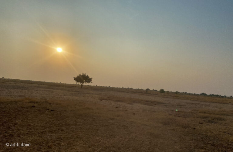 Wildlife Wonders: A Pictorial Odyssey Through Jaisalmer’s Desert National Park & Khichan Sanctuary