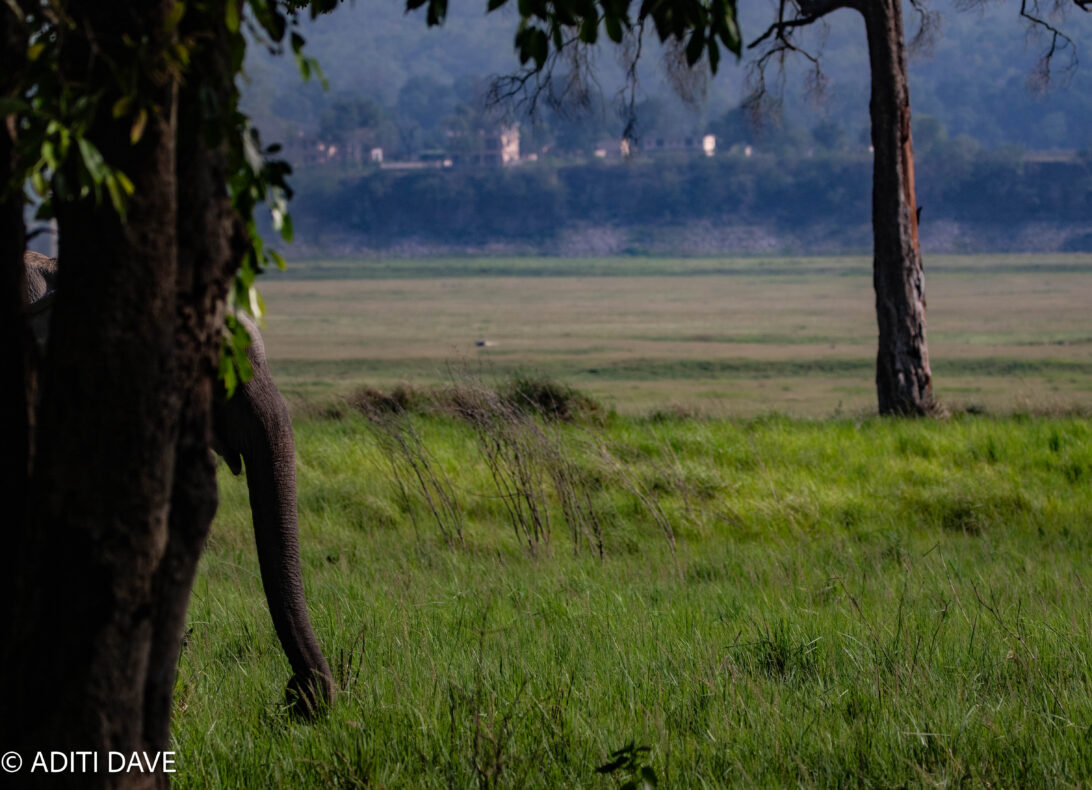 Not Always Lucky & Wise: A Tale of Inadvertently ‘Dodging’ Tiger Sightings in Dhikala Corbett Corbett 2023