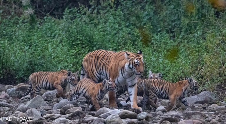 Captivating Corbett: A Visual Journey Through the Magical Wilderness