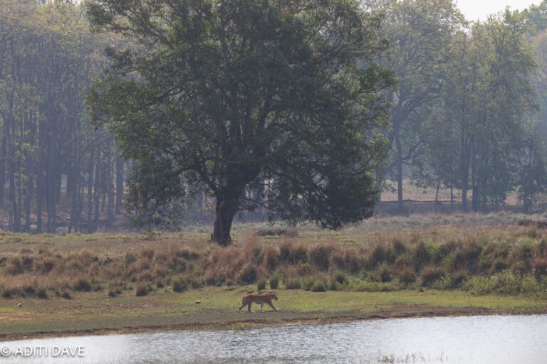 Kanha Kaleidoscope: A Visual Tapestry of the Wilderness